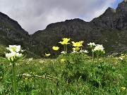 21 Anemoni sulfureo e narcissino con vista verso Bocchetta di Valpianella